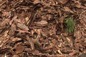 Кора сосновая. Мульча